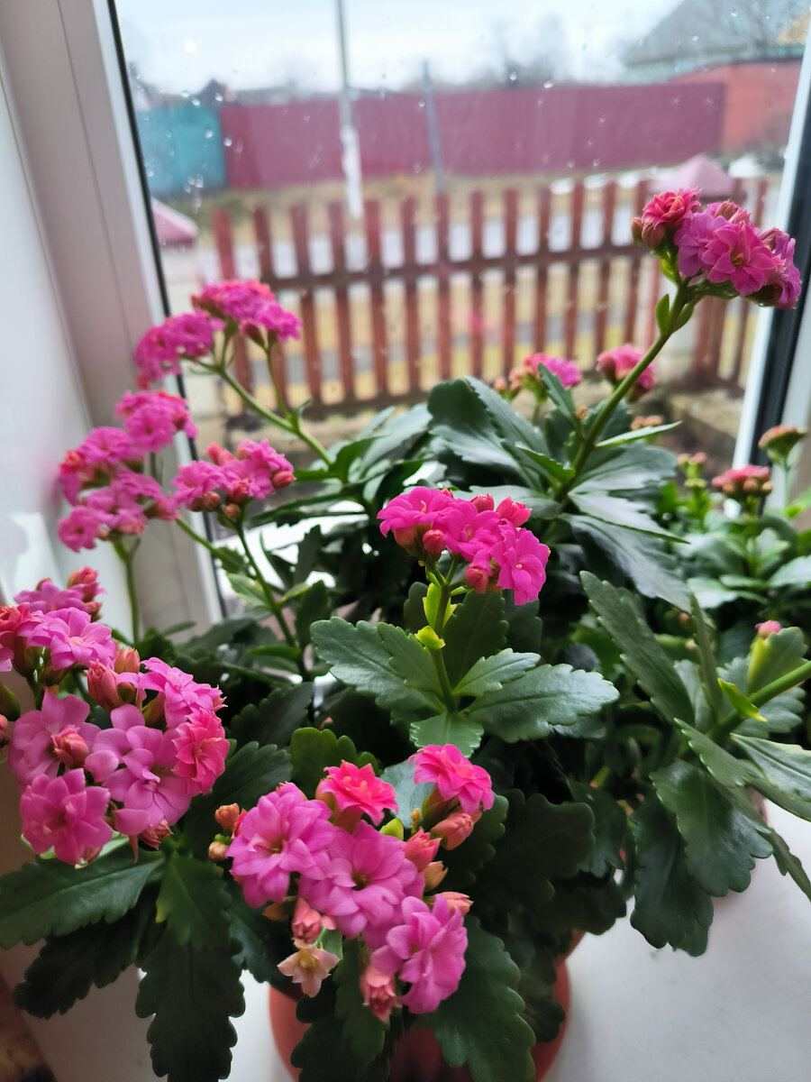 Почему цветы не цветут. Почему цветут цветы. Почему цветы не цветут. Почему цветы не цветут. Кливия киноварная.