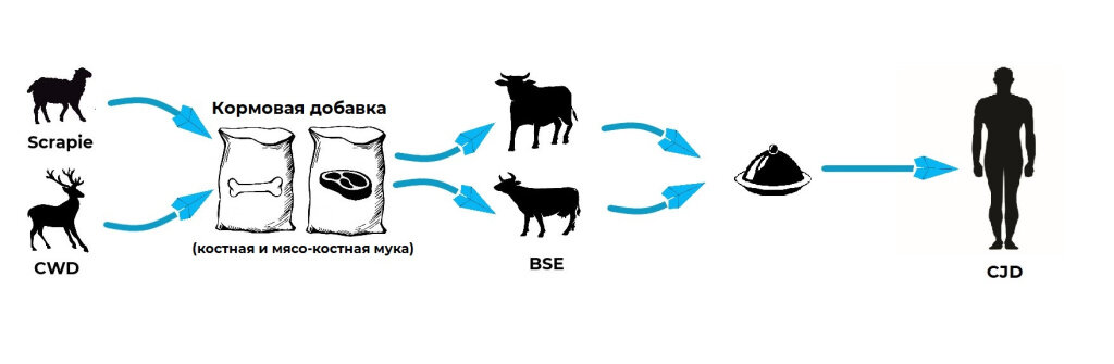 Трансмиссивная губчатая энцефалопатия (TSE), также известная как прионное заболевание, представляет собой группу редких дегенеративных заболеваний головного мозга, характеризующихся крошечными отверстиями, которые придают мозгу «губчатый» вид.

*Scrapie – смертельное дегенеративное заболевание у овец и коз.
CWD – хроническая истощающая болезнь у оленей.
BSE – губкообразная энцефалопатия крупного рогатого скота.
CJD – болезнь Крейтцфельдта-Якоба.