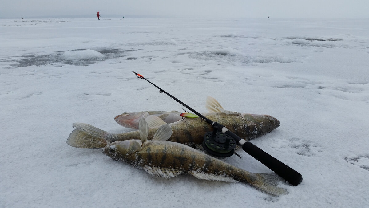 Приветствую Вас, дорогие читатели журнала Петербургская рыбалка! После рождественских морозов Волгоградское водохранилище схватилось льдом и безудержно лед намерзает все толще.