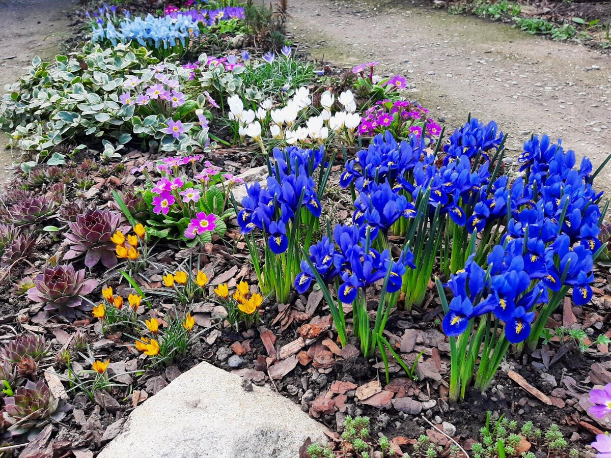 Первоцветы 3 фото

