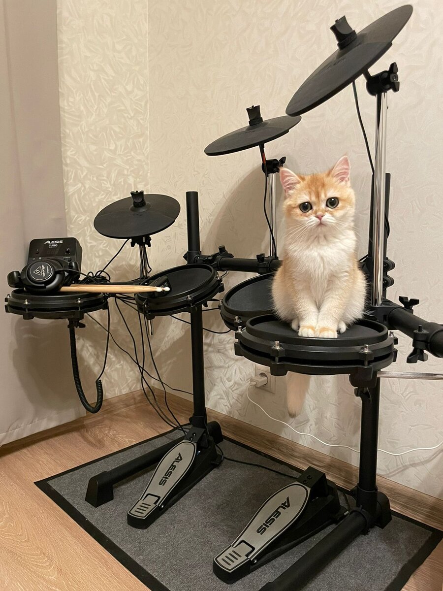 Выпучкница питомника Максельпоинт, золотая шиншилла.