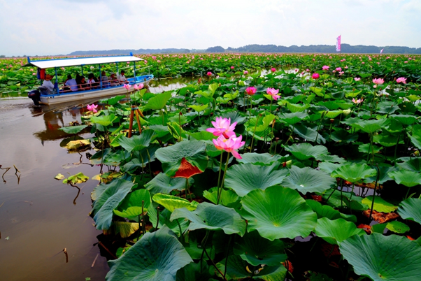 Долина лотосов Анапа