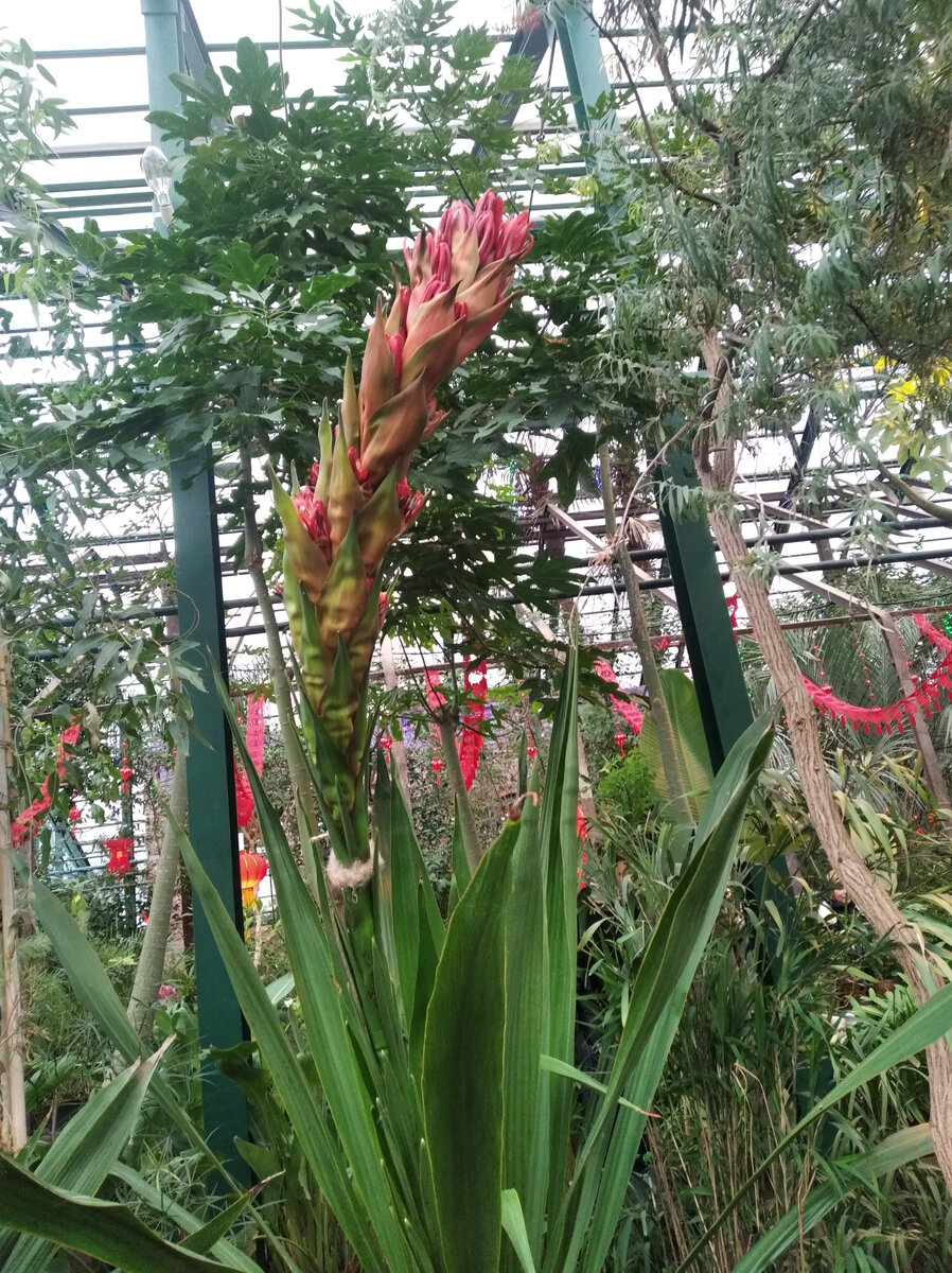 Этот же цветок 14 февраля 2024 года, Фото автора.