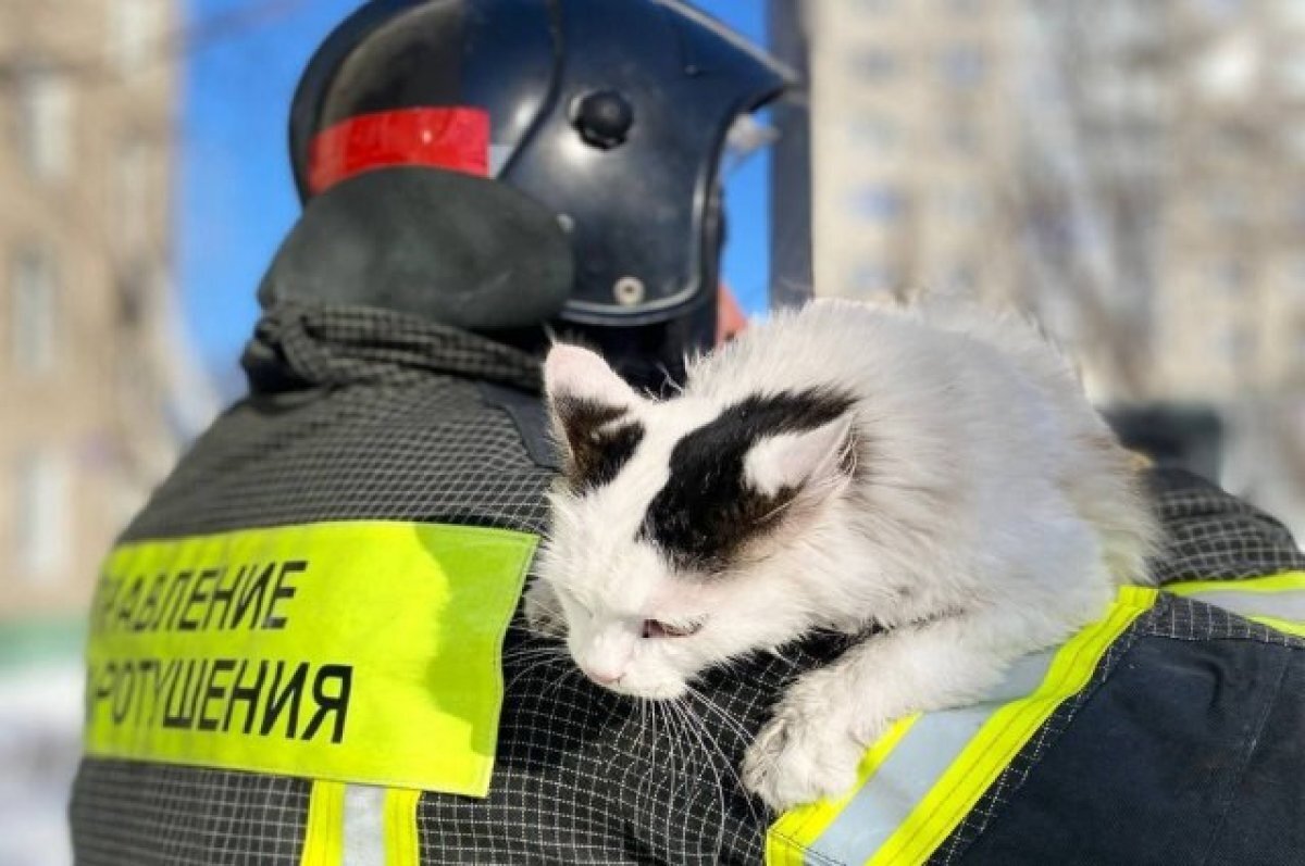    Пожарные Уфы спасли из горящего дома 62 человека, собаку и кошек