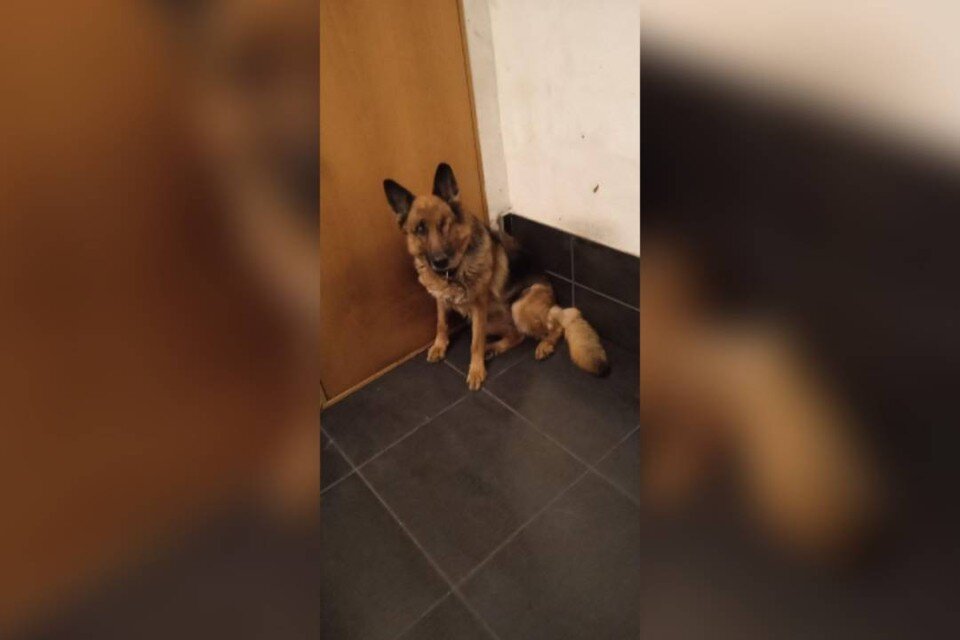    Овчарка плохо видит и ориентируется в пространстве. Фото: из личного архива героев публикации