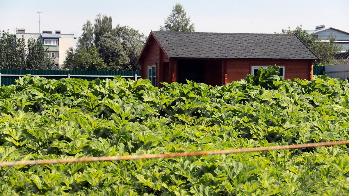 борщевик сосновского всходы. борьба с борщевиком в ленинградской области. способы борьбы с борщевиком сосновского. борщевик росток. борьба с борщевиком сосновского.