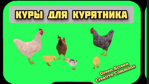 Куры и циплята видео Green Screen футаж. Хромакей анимация курицы Green Screen.