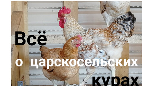 Царскосельские куры. Часть 1 годовая яйценоскость.