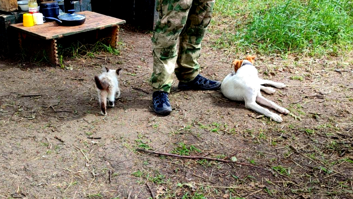 Черная кошка бдит за небом, а гусь Валера ходит в караул