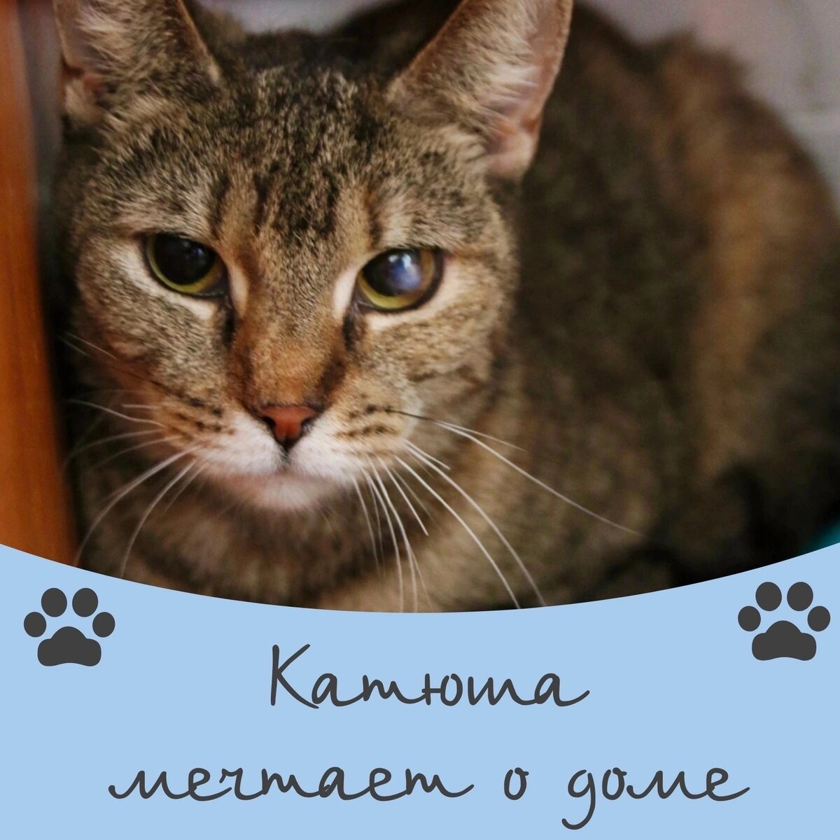 Кошка Катюша ищет дом 💕🐈 | Приют для кошек 