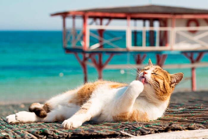 Как узнать на озоне деньги. Как узнать на озоне деньги. Как вывести деньги с озон счета. Озон поддержка клиентов. Карта ozon card.