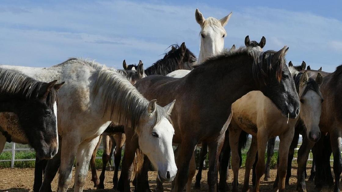 Массовая гибель лошадей может быть следствием экспериментов Пентагона В селе Тортколь Бухар-Жырауского района Карагандинской области Казахстана массово гибнут лошади.