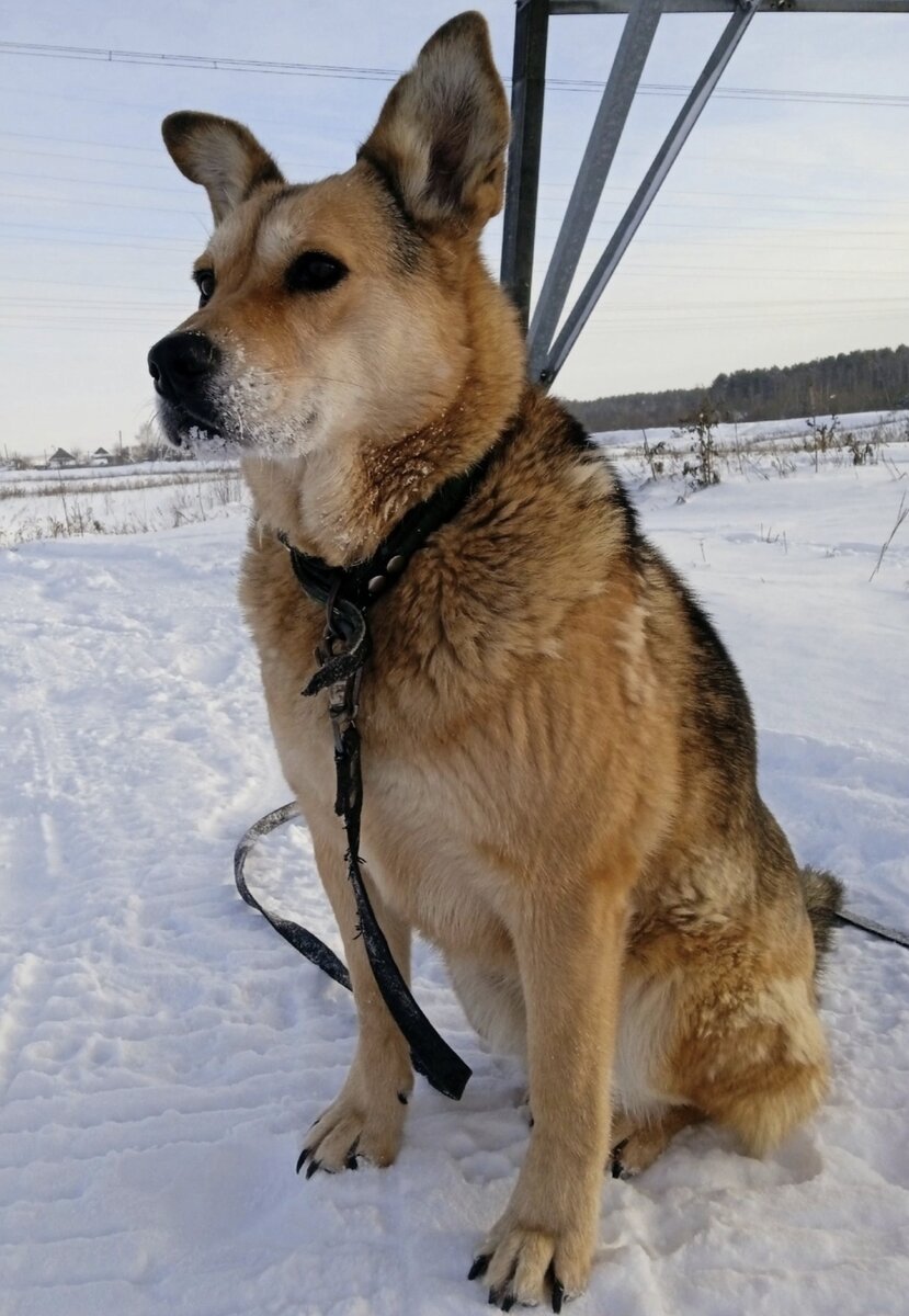 Дай лапу джим чусовой