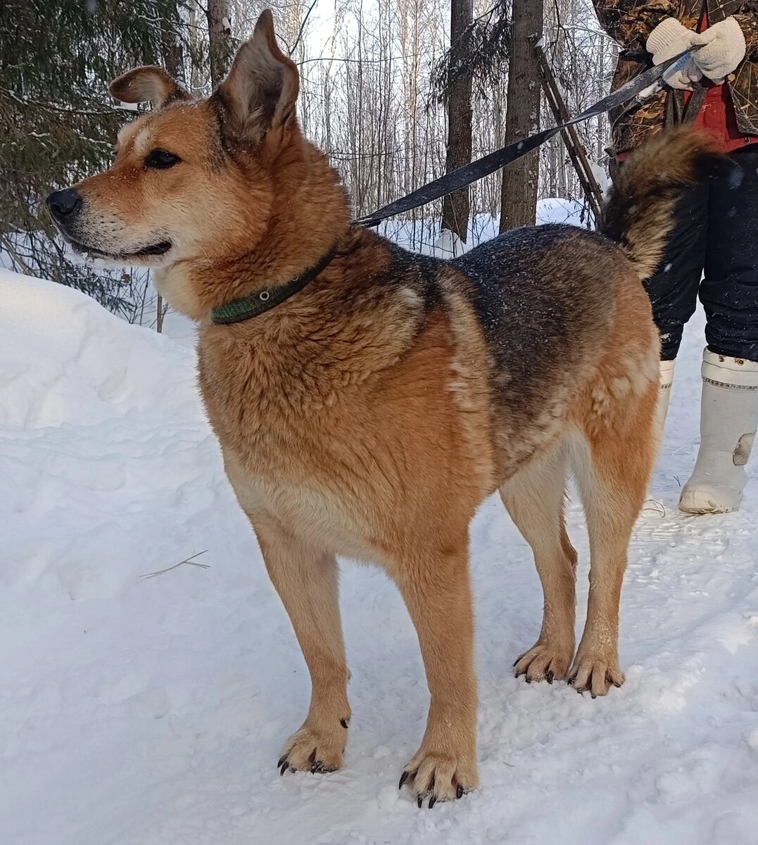 Дай лапу джим чусовой