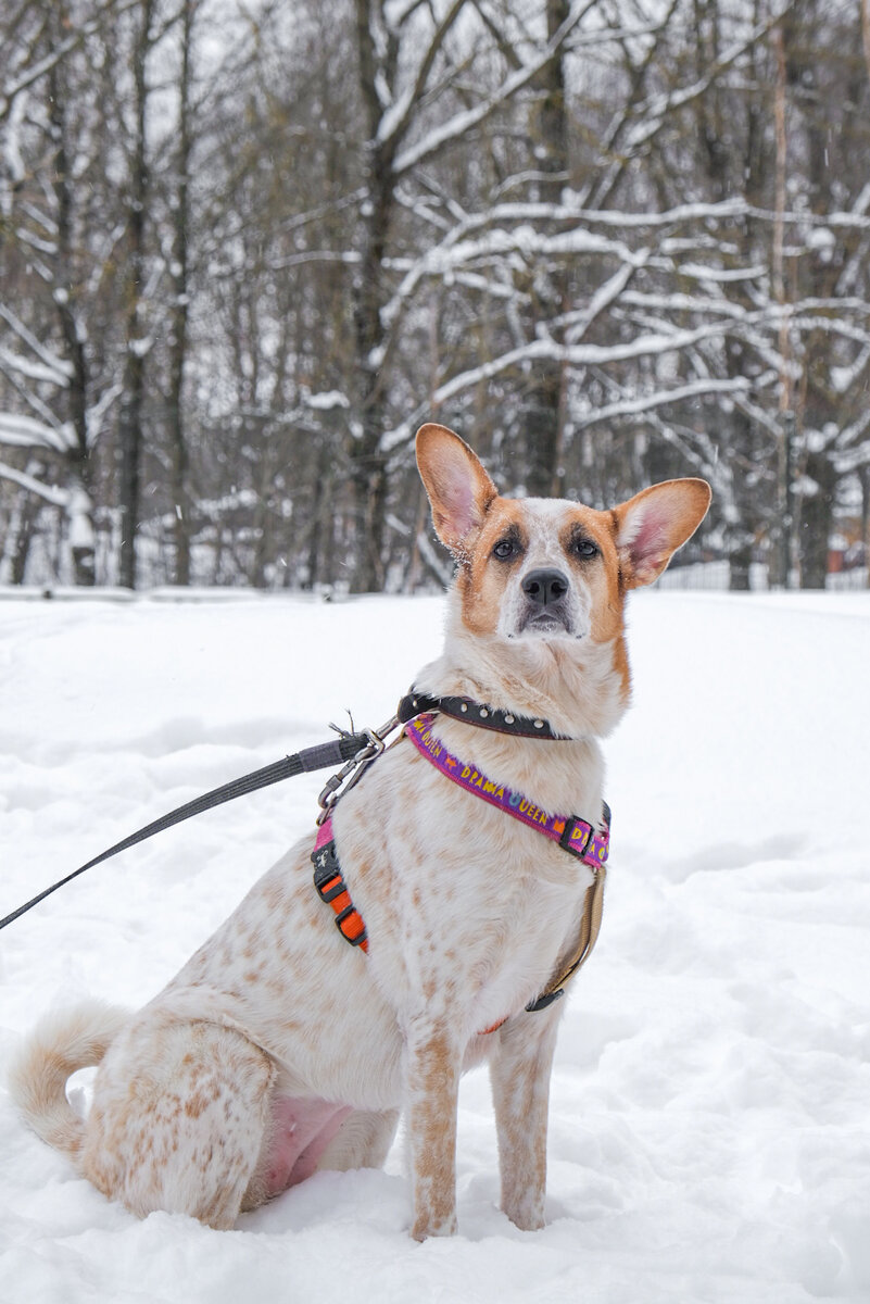 Разве можно не влюбиться в такие уши!