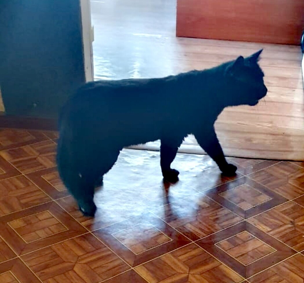 Филипп в новом доме