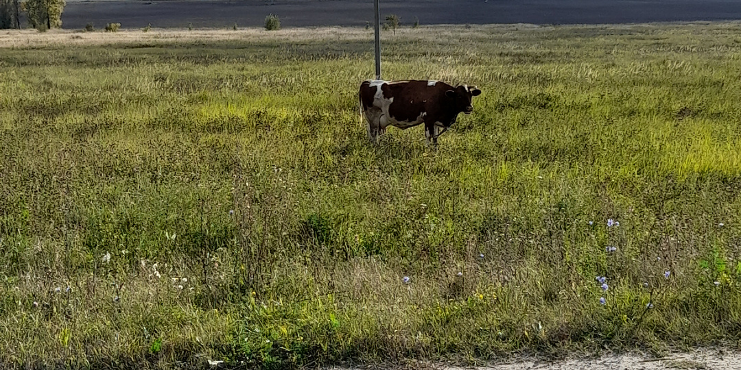 Неужели питомцы похожи на своих хозяев?