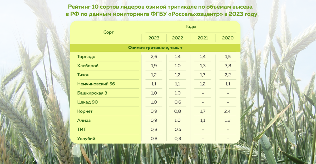 🌾 Наиболее распространенные в Российской Федерации сорта озимой тритикале за 2023 год: Торнадо, Хлебороб, Тихон и другие.