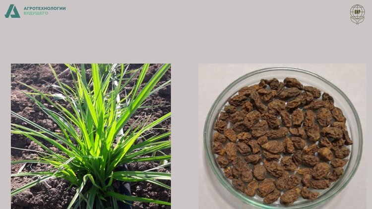    Возвращению чуфы на поля способствуют ученые: на регистрацию отправлен новый сорт тигрового ореха