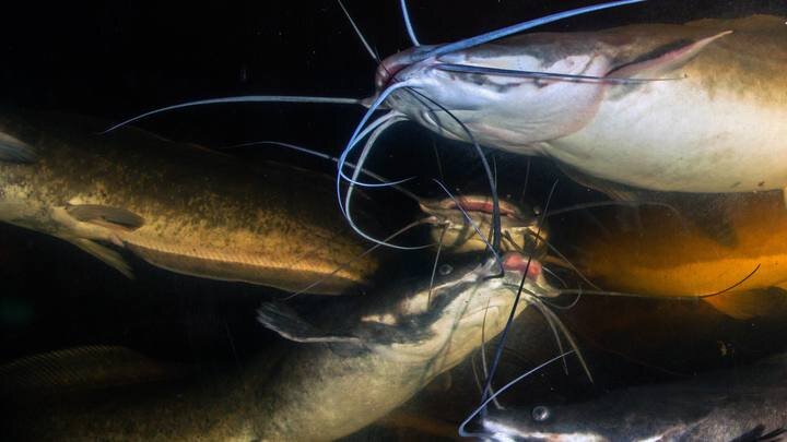 ФОТО: A. HARTL/BLICKWINKEL/GLOBALLOOKPRESS