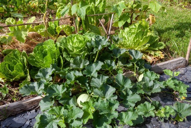 огурцы в огороде. огурцы урожайная грядка. сад огурцы. огурчики на грядке. урожай огурцов на грядке.