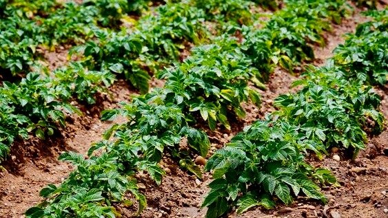 На грядке стоит. Прополка огорода на даче. На грядке стоит. Сад и огород. Весенний огород.