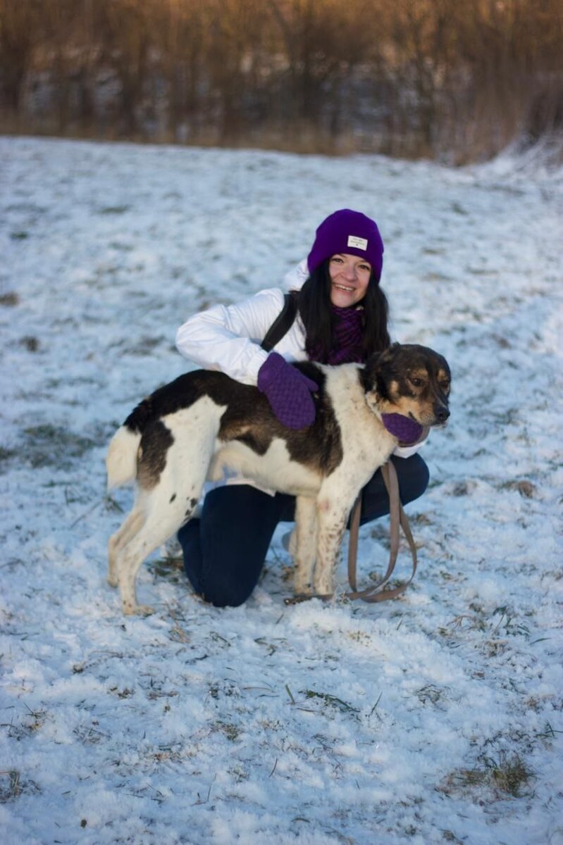 Что любят делать собаки. Собака и хозяин мем. Кошка и собака друзья. Картинки кошек и собак. Дрессура собак.