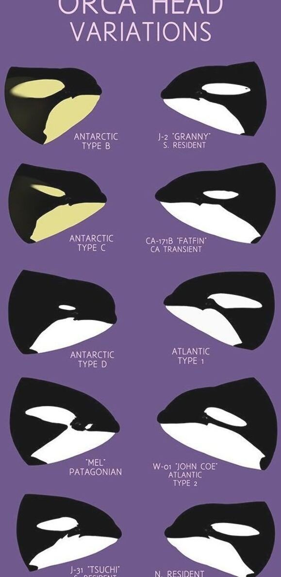 Как вы видите, мордочки у всех разные и в соответствии с формой черепа их разделяют на разные типы 