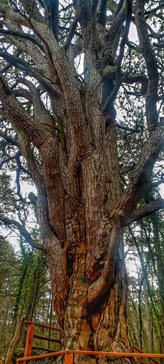 Сосна Палласа 