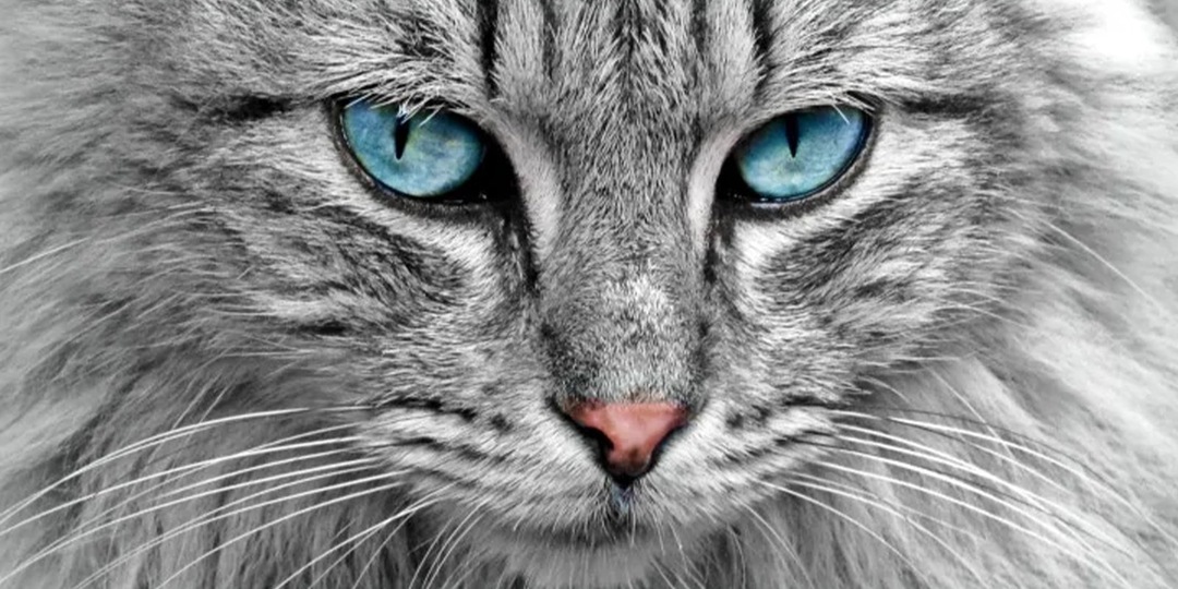 Стало известно, какой водой рекомендуют поить домашних питомцев