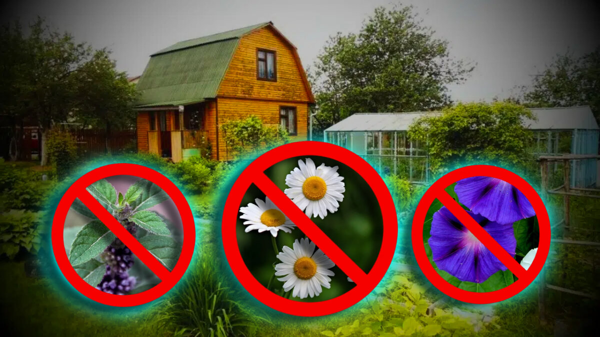 Что нельзя сажать на даче