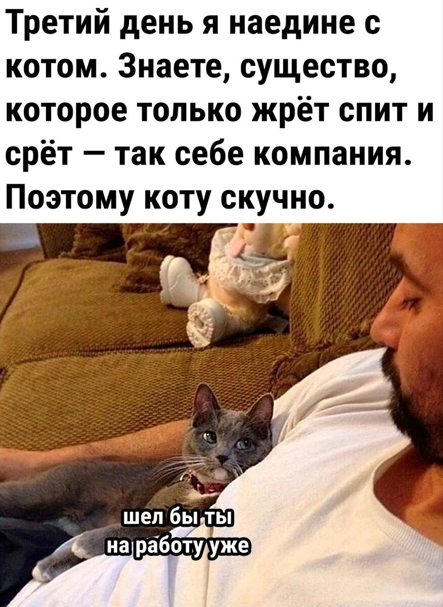 Кот знает что он кот. Кот знает что он кот