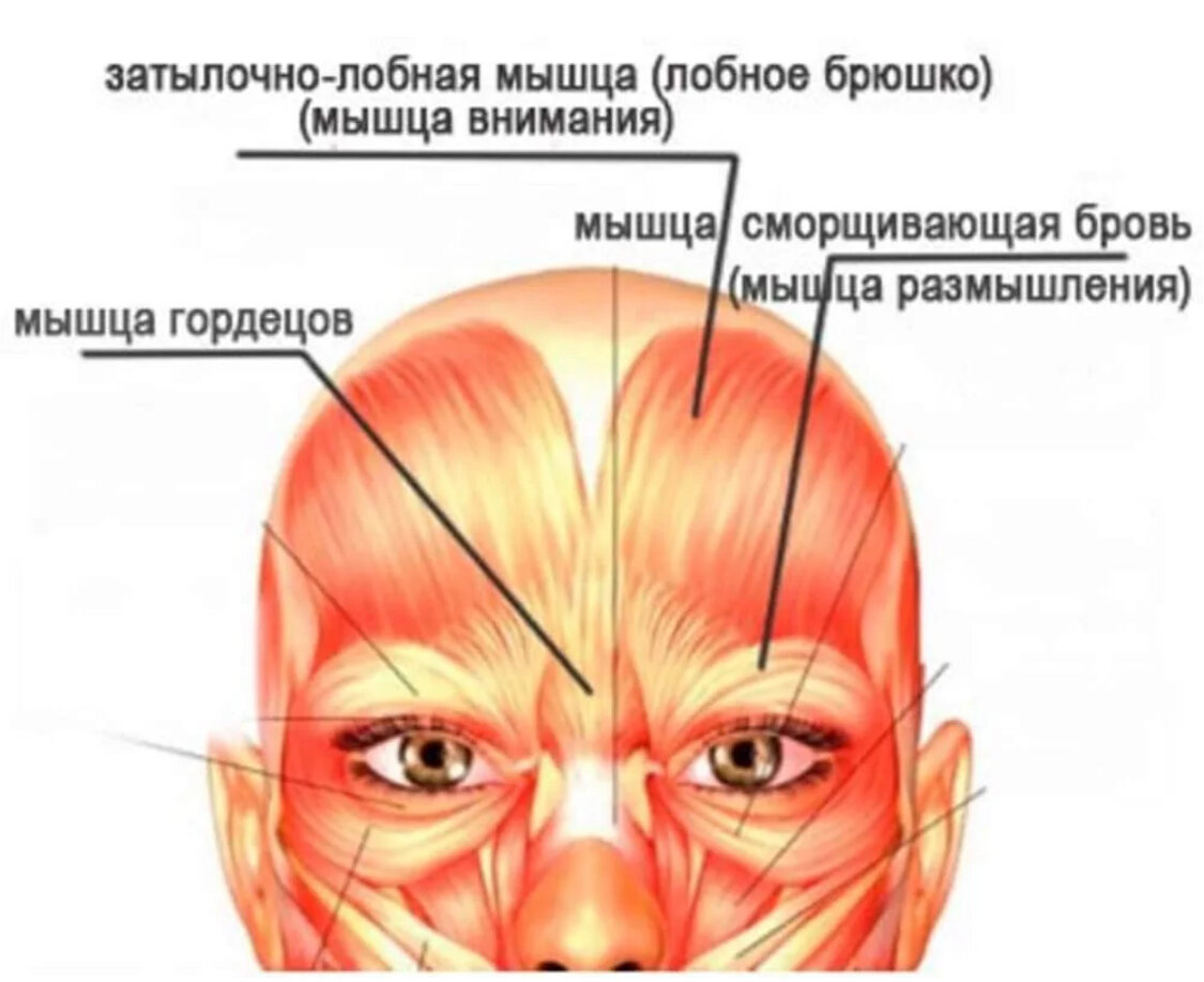 Работаете ли вы с мышцами бровей, ведь от них зависит молодость нашего лица.  Делаем 1 простое упражнение , чтобы их расслабить | Healthy | Дзен