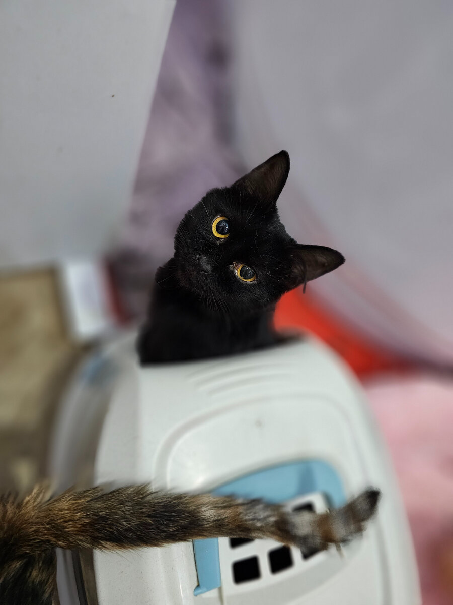 Фото автора. Кошка Кася.