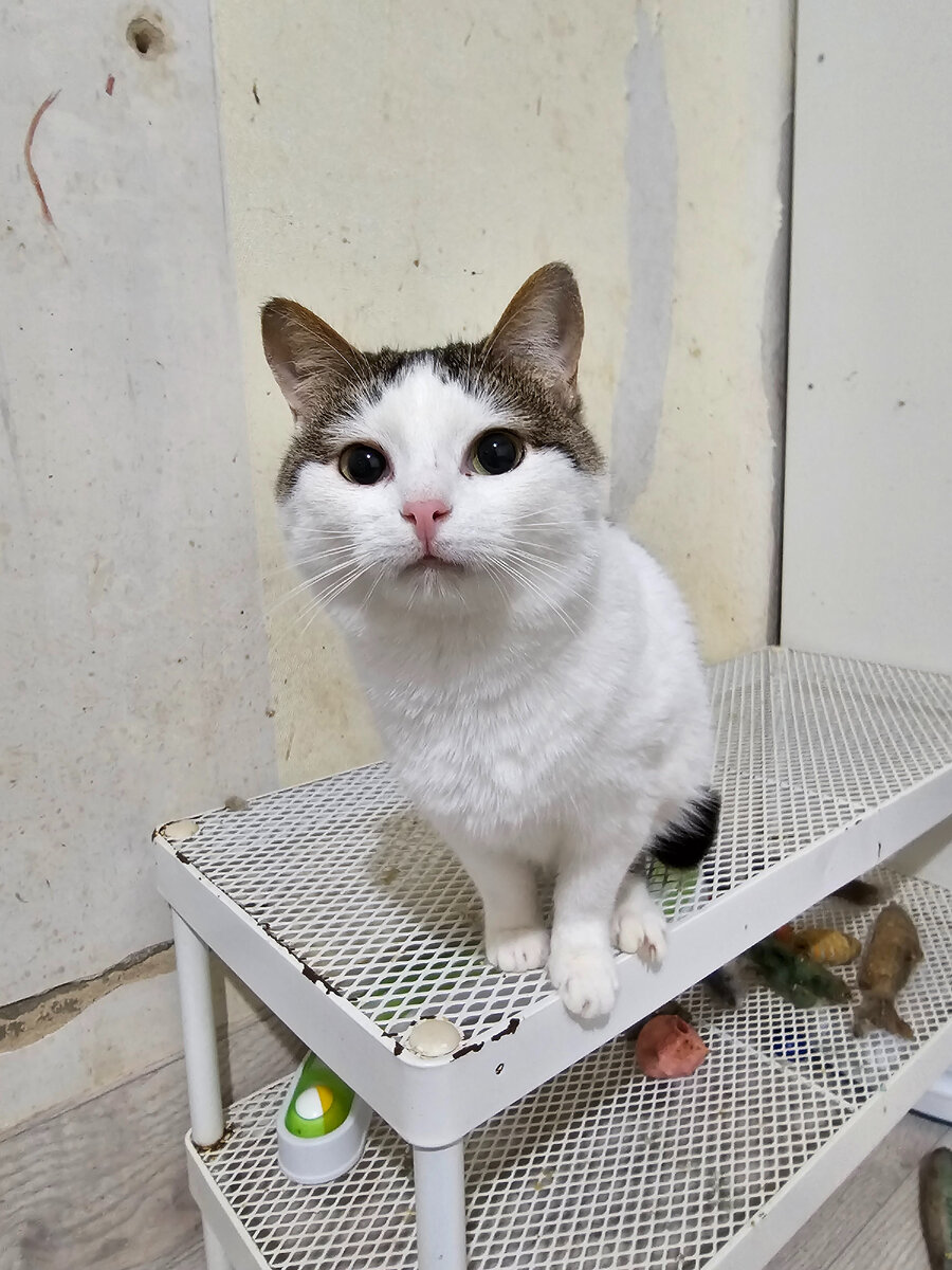 Фото автора. Киса Ёлка.