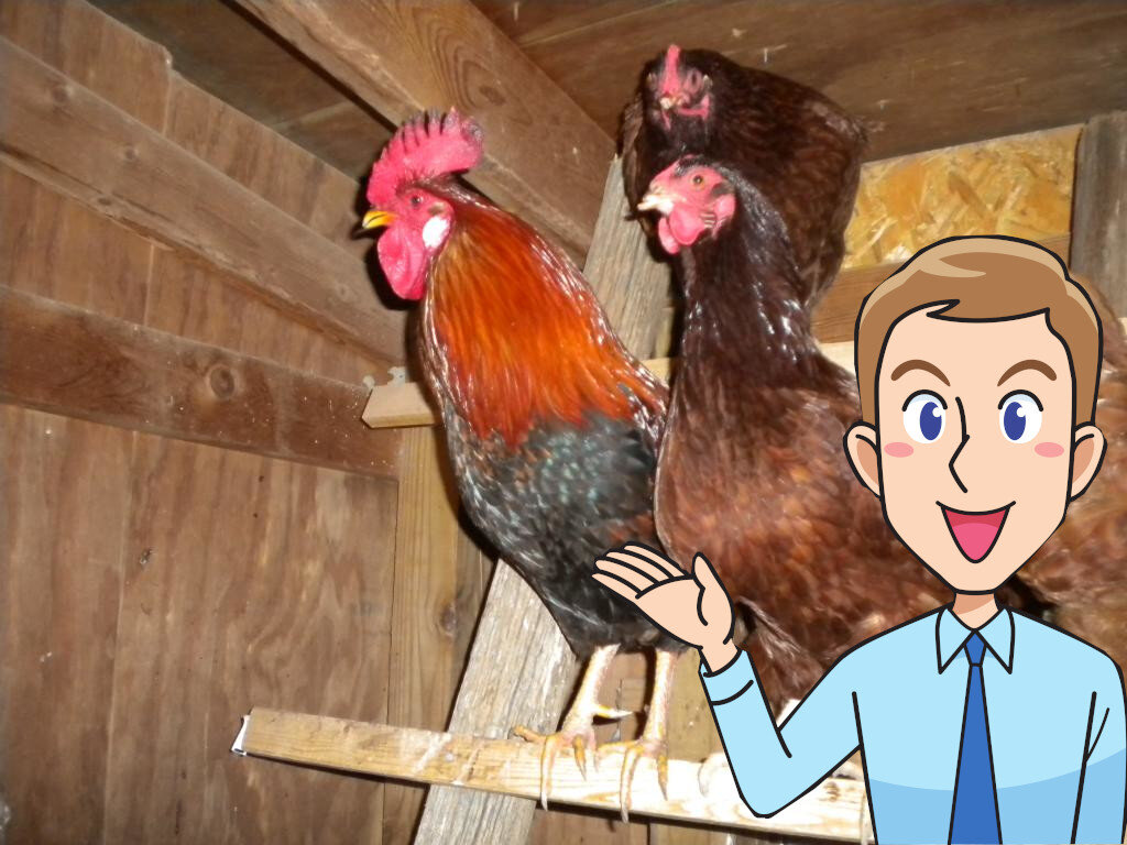 Как делаются куриные. Куриный рулет на кости. Котлеты из куриного фарша. Котлетыизкуринногофарша. Котлета натуральная из курицы.