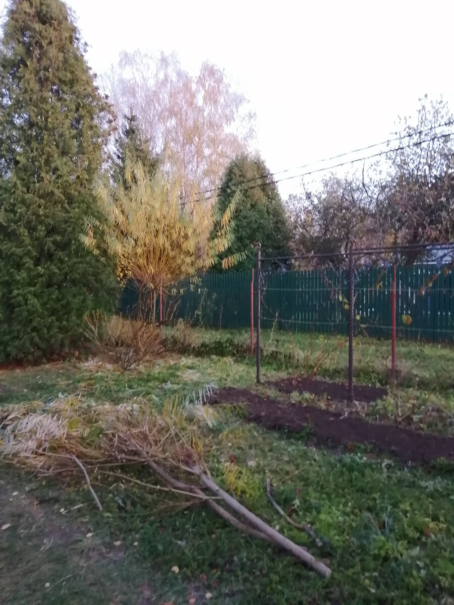 Обрезка ивы осенью