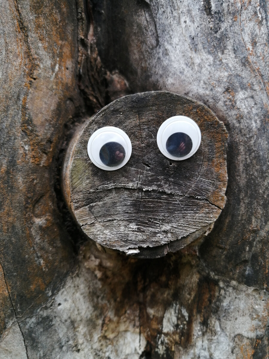 Глаза - это в нашем саду такой "дизайн" хулиганский, мы с племянницей развлекались. Грибы запретные на коряге этой выросли