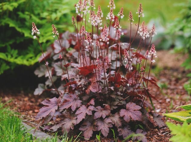 Гейхеры с весны до осени