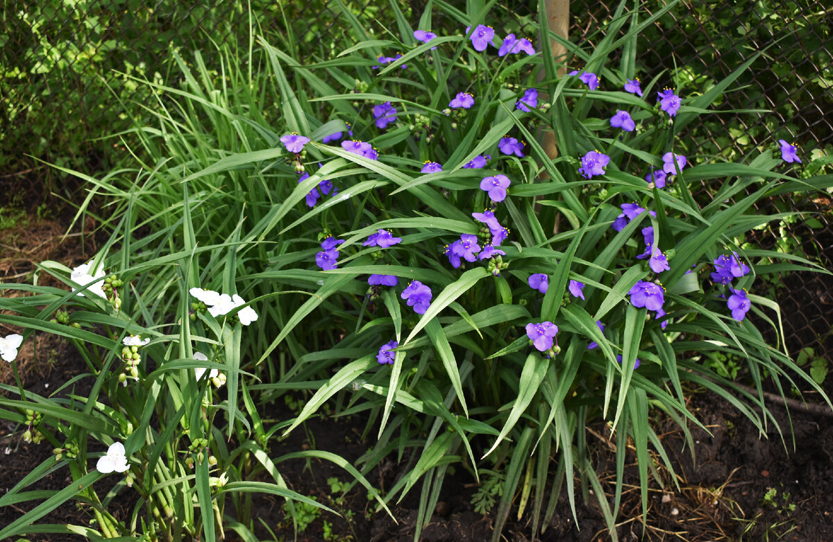 Традесканция