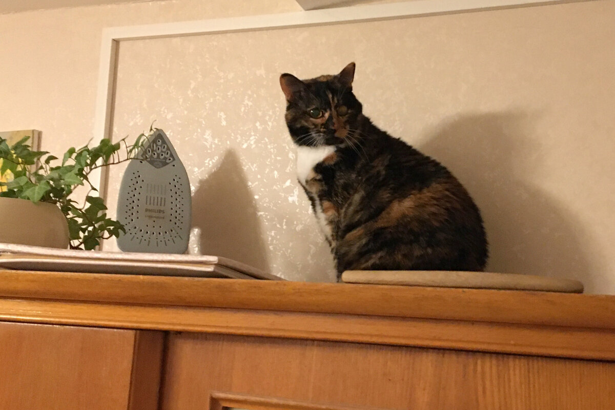 Шкаф купе фостер 3. Вася шкаф. Шкаф-купе в спальню. Шкаф с местом для телевизора. Шкаф купе трехстворчатый внутри.