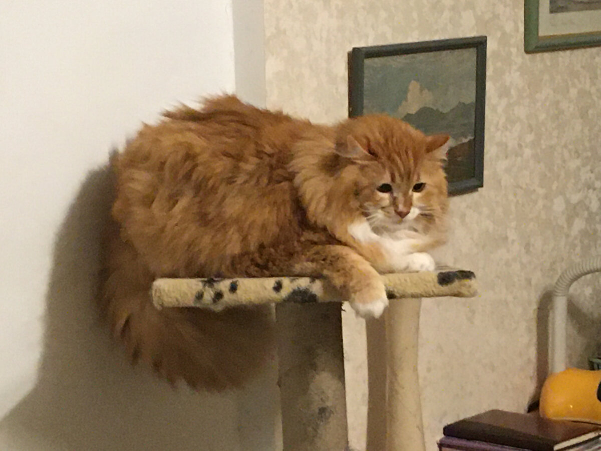 Испуганный Беша. Фото автора