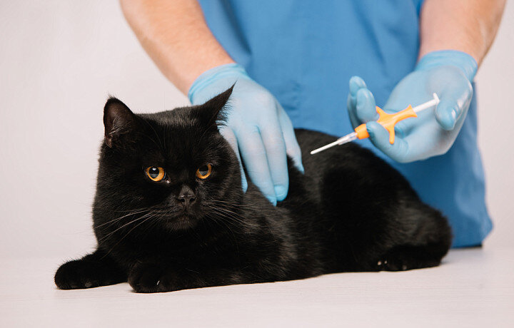 Автор фото: AllaSerebrina / PhotoGenica