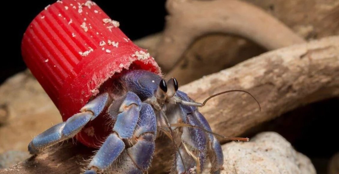    Фото: sciencedirect.com