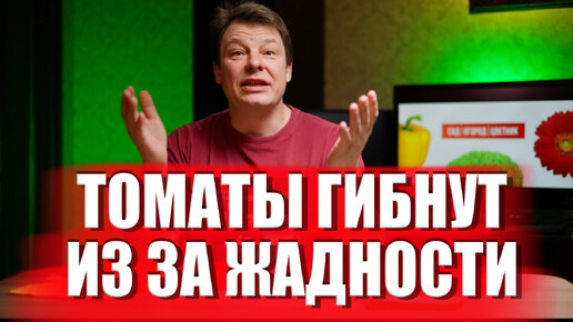 Из-за Вашей жадности томаты болеют и гибнут, сколько посадить рассады томата