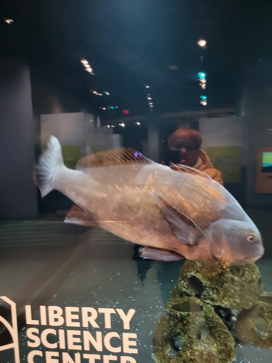 Большой аквариум. Фото Н. Фадеевой