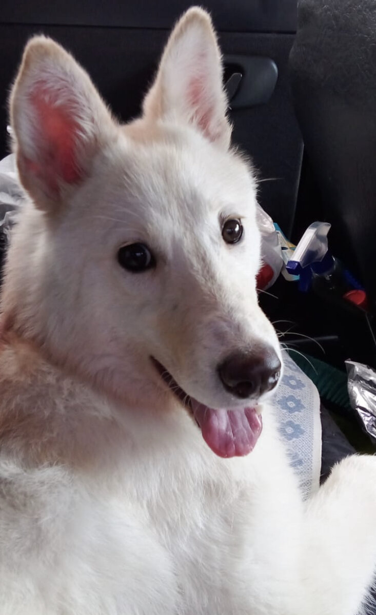 Лола едет домой❤️