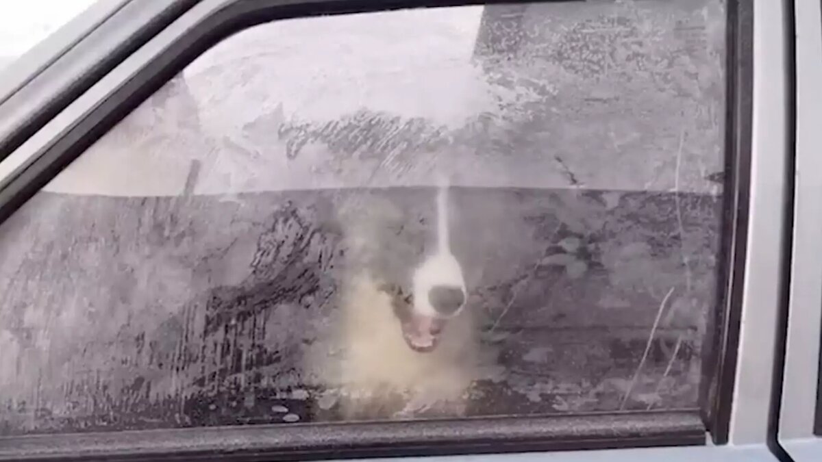     В башкирском Салавате нашли запертого в машине щенка. Местные жители считают, что в салоне отечественного автомобиля животное провело уже двое суток. Об этом стало известно Telegram-каналу Mash Batash.
