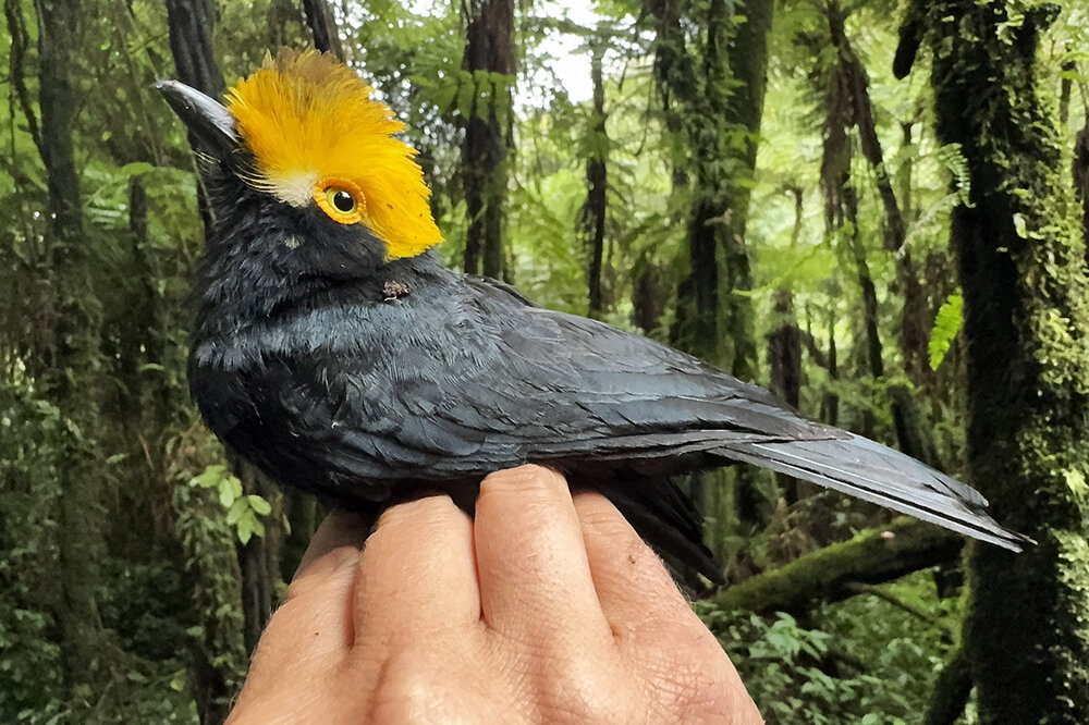     Фото: Matt Brady / University of Texas at El Paso