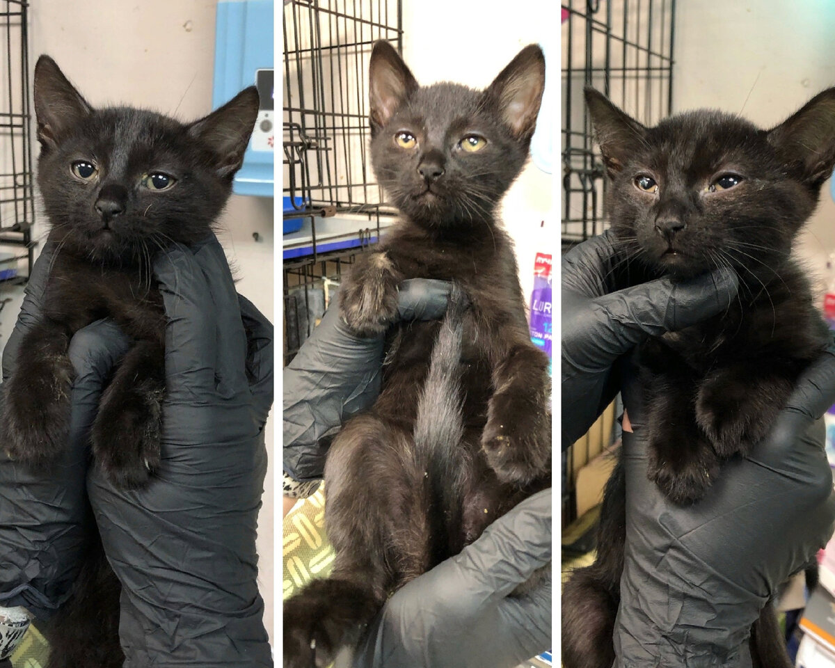 Рядовой, Шкипер, Ковальски